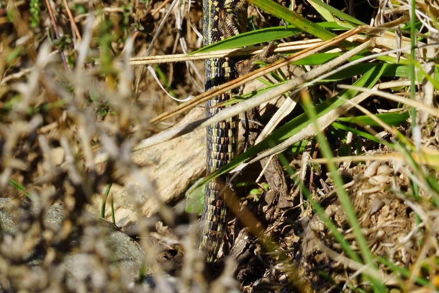 Ibrido di lucertola da identificare